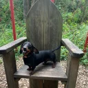 Dachshund (Miniature Smooth Haired)