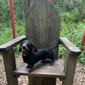Dachshund (Miniature Smooth Haired)