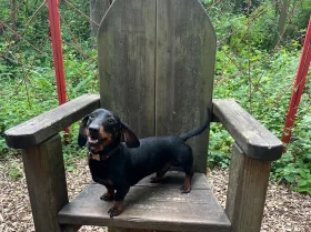 Dachshund (Miniature Smooth Haired)