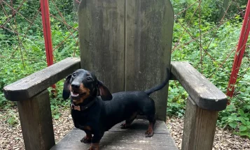 Dachshund (Miniature Smooth Haired)