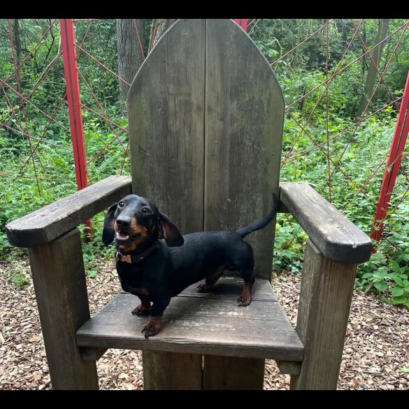 Dachshund (Miniature Smooth Haired)