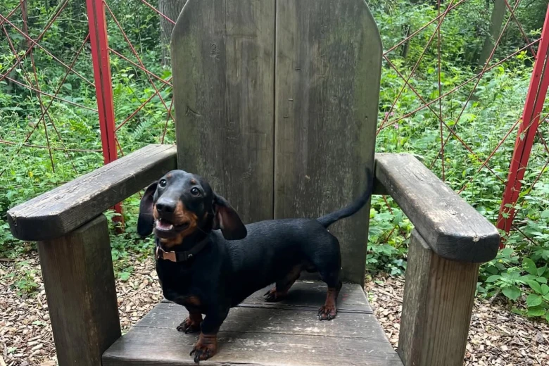 Dachshund (Miniature Smooth Haired)