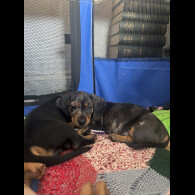 Dachshund (Smooth Haired)