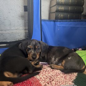 Dachshund (Smooth Haired)