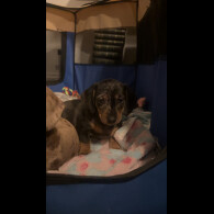 Dachshund (Smooth Haired)