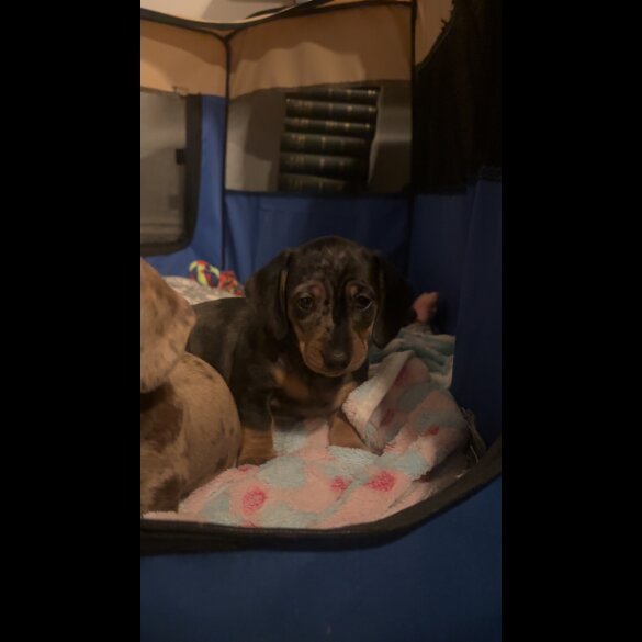 Dachshund (Smooth Haired)