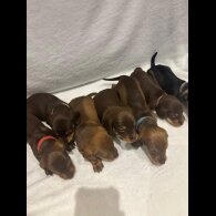 Dachshund (Wire Haired)