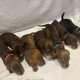 Dachshund (Wire Haired)