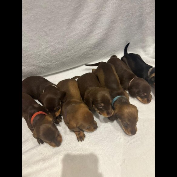 Dachshund (Wire Haired)