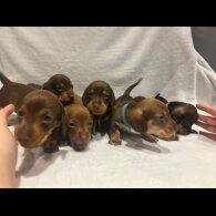 Dachshund (Wire Haired)