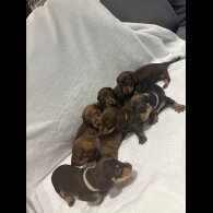 Dachshund (Wire Haired)