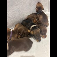 Dachshund (Wire Haired)