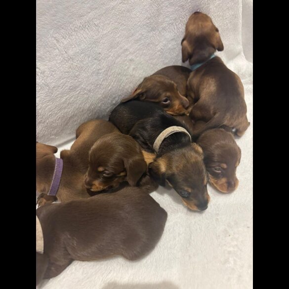 Dachshund (Wire Haired)