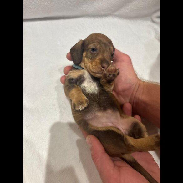 Dachshund (Wire Haired)