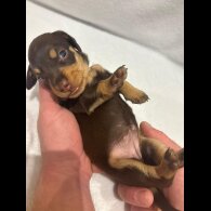 Dachshund (Wire Haired)