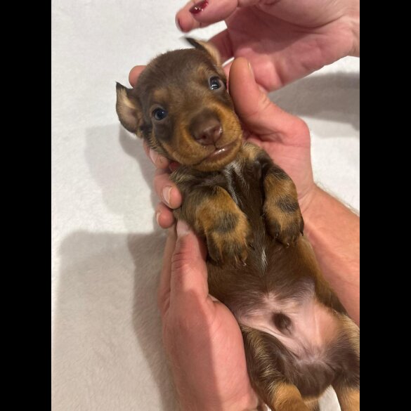 Dachshund (Wire Haired)