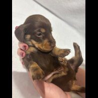 Dachshund (Wire Haired)