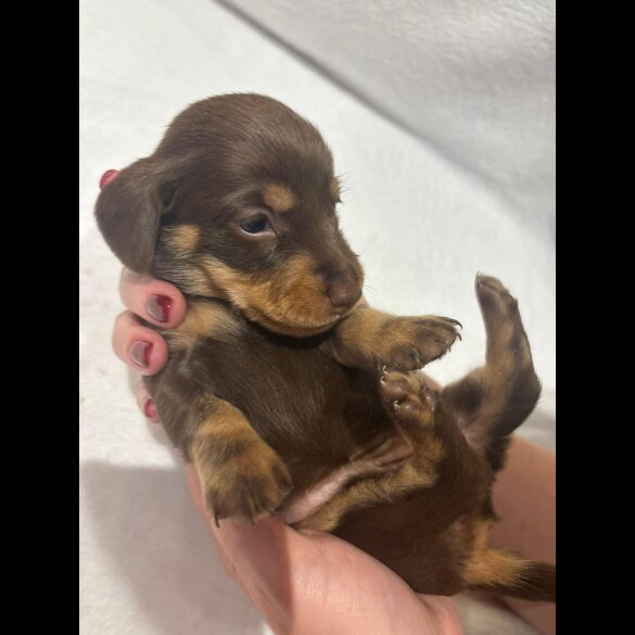 Dachshund (Wire Haired)