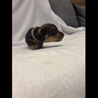 Dachshund (Wire Haired)