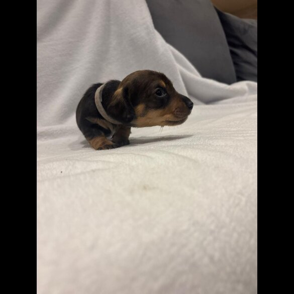 Dachshund (Wire Haired)