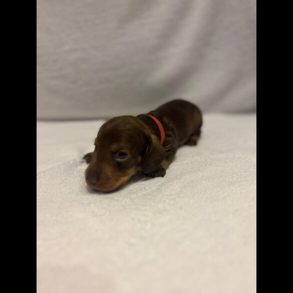 Dachshund (Wire Haired)