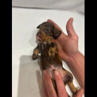 Dachshund (Wire Haired)