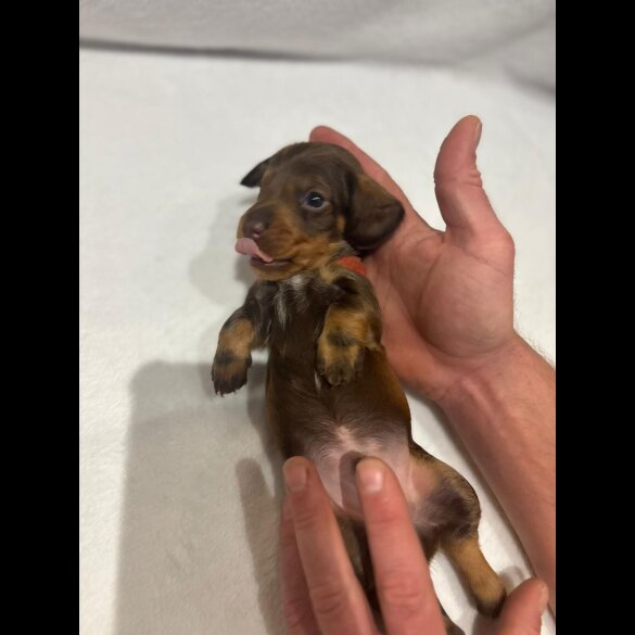 Dachshund (Wire Haired)