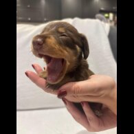 Dachshund (Wire Haired)