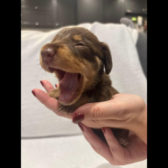 Dachshund (Wire Haired)