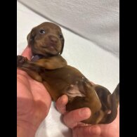 Dachshund (Wire Haired)