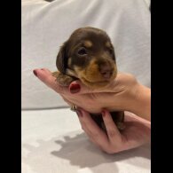 Dachshund (Wire Haired)