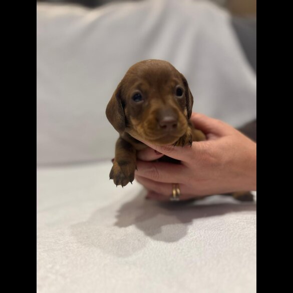 Dachshund (Wire Haired)