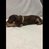 Dachshund (Wire Haired)