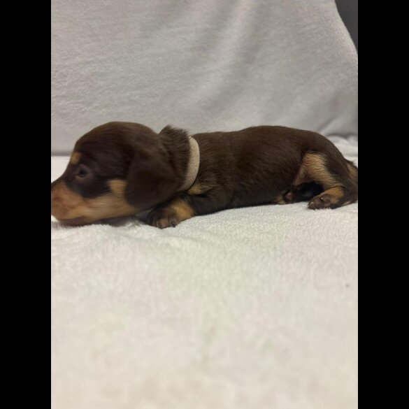 Dachshund (Wire Haired)