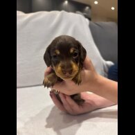 Dachshund (Wire Haired)