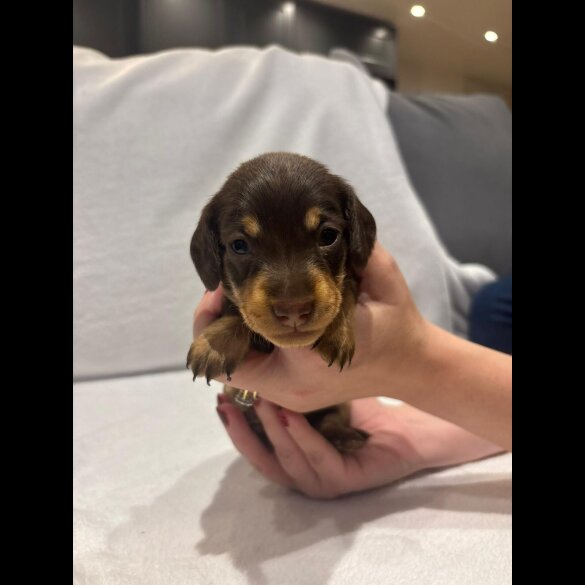 Dachshund (Wire Haired)