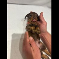 Dachshund (Wire Haired)