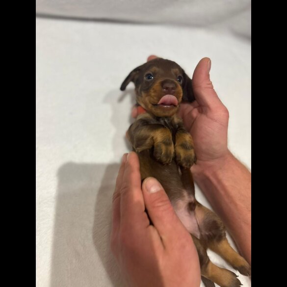 Dachshund (Wire Haired)