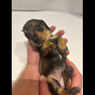 Dachshund (Wire Haired)