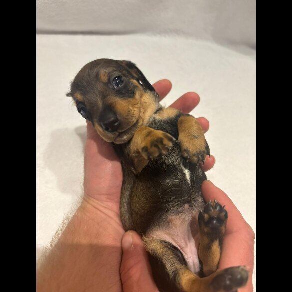 Dachshund (Wire Haired)