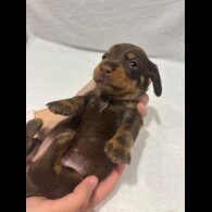 Dachshund (Wire Haired)