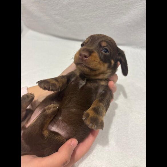 Dachshund (Wire Haired)