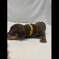 Dachshund (Wire Haired)