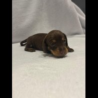 Dachshund (Wire Haired)