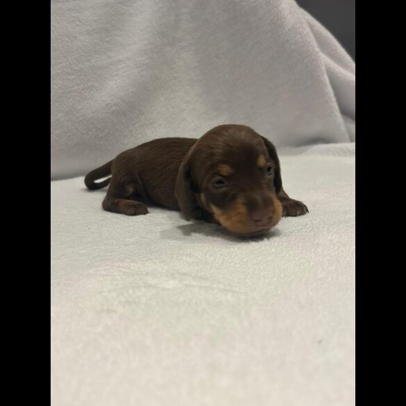 Dachshund (Wire Haired)