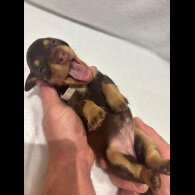 Dachshund (Wire Haired)