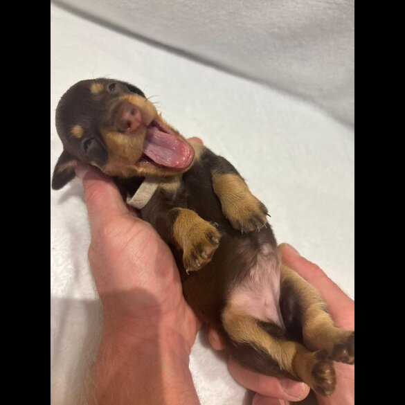 Dachshund (Wire Haired)