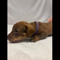 Dachshund (Wire Haired)