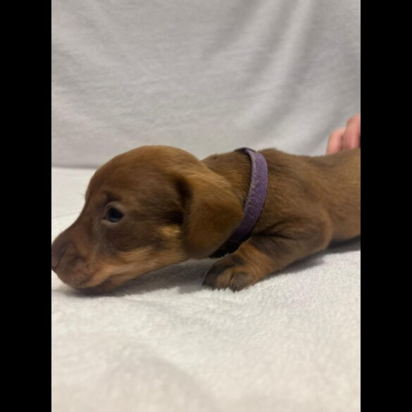 Dachshund (Wire Haired)