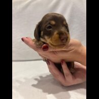 Dachshund (Wire Haired)